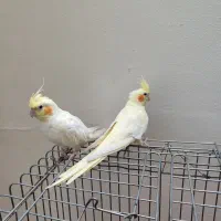 عروس هلندی