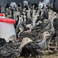 جوجه بوقلمون برنز سینه پهن