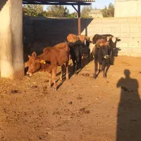 ۸راس گوساله ماده گاو قربانی|حیوانات مزرعه|آق قلا, |دیوار