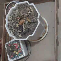 گاری شب یلدا مخصوص میوه|صنایع دستی و سایر لوازم تزئینی|قم, شاه احمد قاسم|دیوار