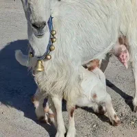 بز سانن کل زایده با بزغاله ماده کل شیرا استثنایی