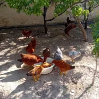 مرغ و خروس نیمچه محلی تخم گذار