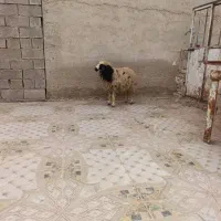 یک‌عدد‌بره‌|حیوانات مزرعه|چمران, |دیوار