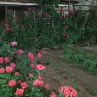 فروش فوری ویلای ، مسکونی تجاری|فروش خانه و ویلا|آبعلی, |دیوار