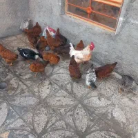 باروک  محلی و دورگه