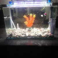 اکواریوم با ۴ عدد ماهی درجه یک بچه زا