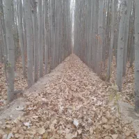 با کاشت نهال صنوبر درآمدی میلیاردی