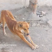 سگ نگهبان|سگ|تهران, تهرانپارس شرقی|دیوار