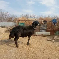 بره قوچ آنتیک یک یک|حیوانات مزرعه|کمیجان, |دیوار