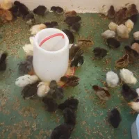 جوجه مرغ یکماهه اصلاح نژاد شده