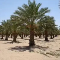 مجری در طرح کاشت نخل