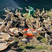 اردک پکنی یک ماهه|حیوانات مزرعه|رشت, حومه رشت|دیوار