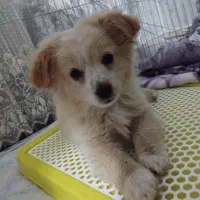 واگذاری سگ پامر اشپیتز