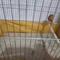 قناری دارچینی نر سرحال و شاداب|پرنده|مبارکه, |دیوار