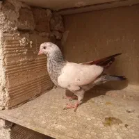 کفتر تهرانی فردسیه