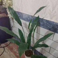 گلدان وگل|گل مصنوعی|بندر امام خمینی, |دیوار