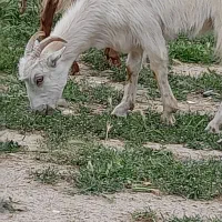 چپش نژاد سانن(آبستن)