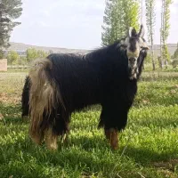 بز میش قوچ پازن کهره بره تگه کولار چپش تیشتر شیشک