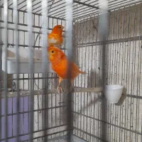 قناری رد فاکتور