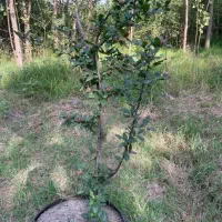 زمین مسکونی جاده انزلی۶۵۰ متری|فروش زمین و ملک کلنگی|رشت, انصاری|دیوار