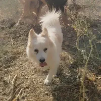 واگذاری پاپی نگهبان