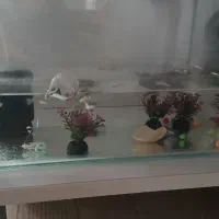 آکواریوم شیشه خم  با ماهی با پمپ و...