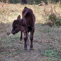 گاوو گوساله نر|حیوانات مزرعه|رشت, نیکمرام|دیوار