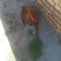 معاوضه بزغاله باتوقلی