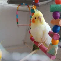 عروس هلندی لوتینو آهویی