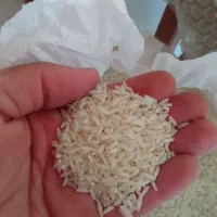 برنج هاشمی درجه ۱