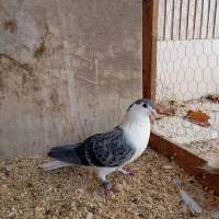 کبوتر دمگیر سینه دم پاک نر