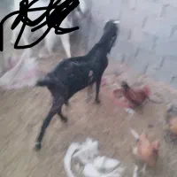 بز پاکستانی اصل نژاد سه قلو زا