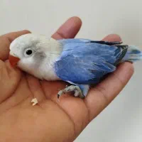 جوجه طوطی برزیلی .