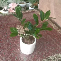 گل آپارتمانی