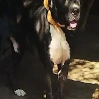 سگ سرابی|سگ|رشت, جماران|دیوار