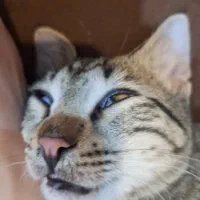 گربه نر ۴ ماهه گمشده با علامت خاص|حیوانات|کرمانشاه, |دیوار