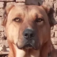 توله سگ پژدر عراقی