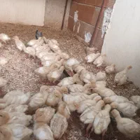 جوجه بوقلمون بیوتی ۱۵روزه