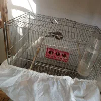 ماده قناری سفید. آماده