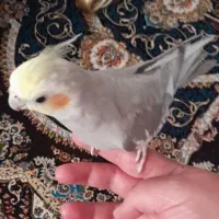 یه جفت عروس هلندی|پرنده|جرقویه, |دیوار