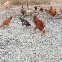 مرغ و جوجه
