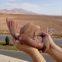 کبوترسرخ