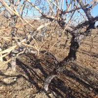 نهال های شش ساله انواع انگور های ایستاده داربستی|خدمات باغبانی و درختکاری|اصفهان, باغ نگاره|دیوار