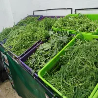 میز فروش سبزی و میوه