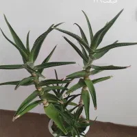 ۳‌تا‌گل‌طبیعی‌ب‌فروش‌میرسد