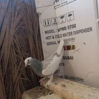 تعدادی پرنده