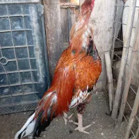 خروس  پاکستانی