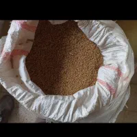 گندم دیمه مقطوع ۱۸۰۰۰