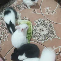 بچه خرگوش