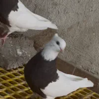 چند عدد کبوتر طوقی ماده و نر